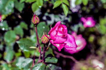 Close up view of rose bud in the garden