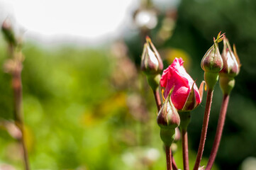 Close up view of rose bud in the garden