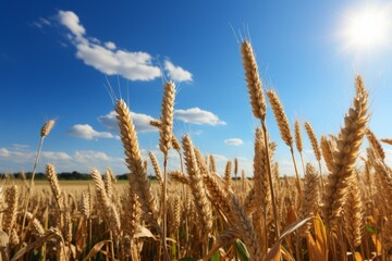 Fototapeta premium Radiant golden wheat field on a sunny summer day, ideal farm background for product placement