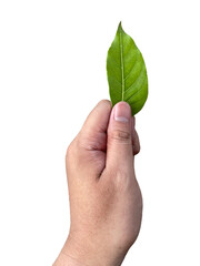 hand holding a sprig of leave, symbol of money, leaf money, isolated on transparent background, PNG	
