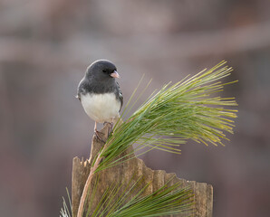 junco songbird with pine tree