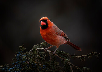 red cardinal songbird in dramatic light