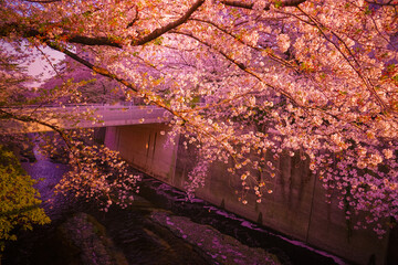 神田川の桜と夕暮れ