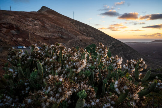 Endemic to the Canary Islands, Kleinia neriifolia, with mountains in the background.