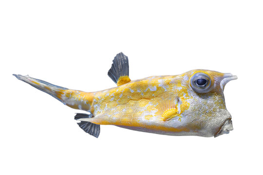 Cowfish, Lactoria cornuta isolated on white, transparent background, PNG. Yellow tropical longhorn cow fish, aquarium pet, aquatic organism, undersea life