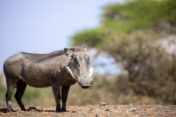 The Common Warthog (phacochoerus africanus) is a wild member of the pig family found in grassland,...