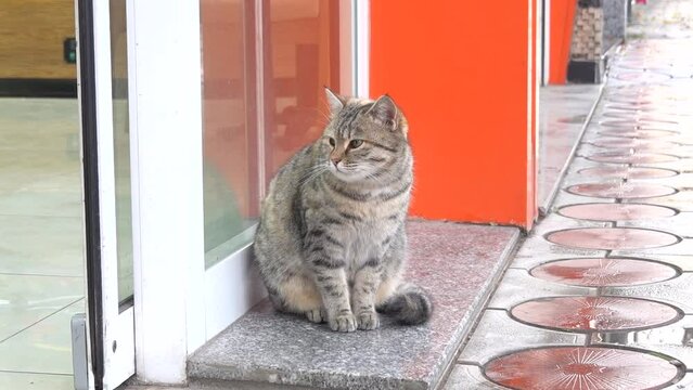 Fluffy cat sits at automatic door cafe entrance and looks at passers-by
