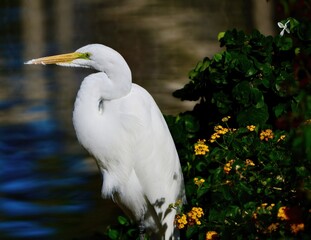 Great Egret