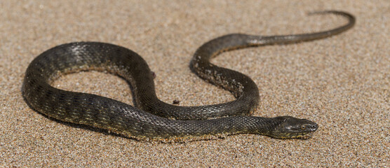 Natrix tessellata. The dice snake is a European non venomous snake belonging to the family Colubridae, subfamily Natricinae. The reptile lives on the sandy beach of the Black Sea.