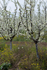 Plum orchard in the flowering period. White and yellow flowers in spring.