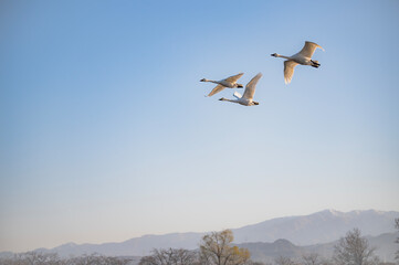 飛翔する白鳥