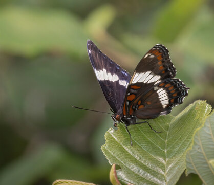 Macro White Admiral Butterfly on a leaf 