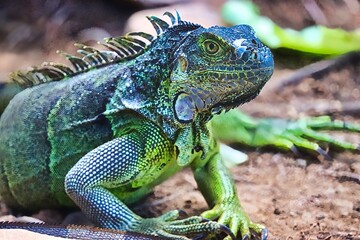 Roatan, Honduras