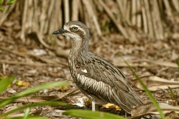 Stone Curlew