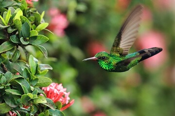 Roatan, Honduras