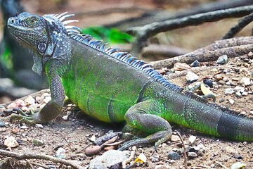 Roatan, Honduras