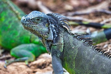 Roatan, Honduras
