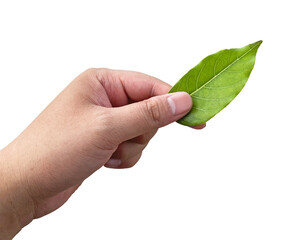 hand holding a sprig of leave, symbol of money, leaf money, isolated on transparent background, PNG	
