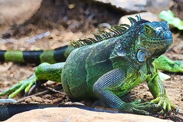 Roatan, Honduras