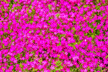 ピンクの花の背景