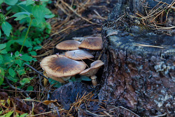 Armillaria mellea, commonly known as honey fungus, is a basidiomycete fungus in the genus Armillaria. Beautiful edible mushroom on stump in autumn forest