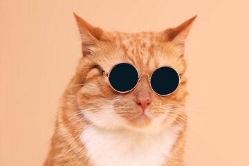Portrait of cute ginger cat in stylish sunglasses on beige background