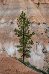 Pine Tree Grows Tall At The Base Of Melting Hoodoo Wall