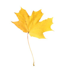 One maple leaf isolated on white. Autumn season