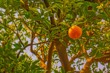 橙色の果実のイメージ