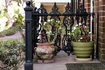 A set of blooming potted plants on a small concrete front porch in Savannah Georgia with a black decorative ornate iron railing fence in the spring