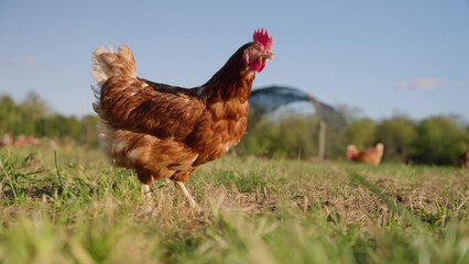 Brown free range chicken pecking at ground and walking around open grass field in slow motion on midwestern egg farm