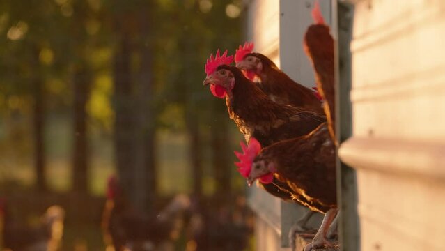 Flock of brown egg laying hens popping head out of chicken coop at sunset in slow motion