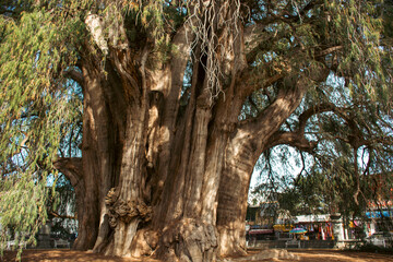 Fototapeta na wymiar Impressive ancient tule tree in Oaxaca, Mexico.