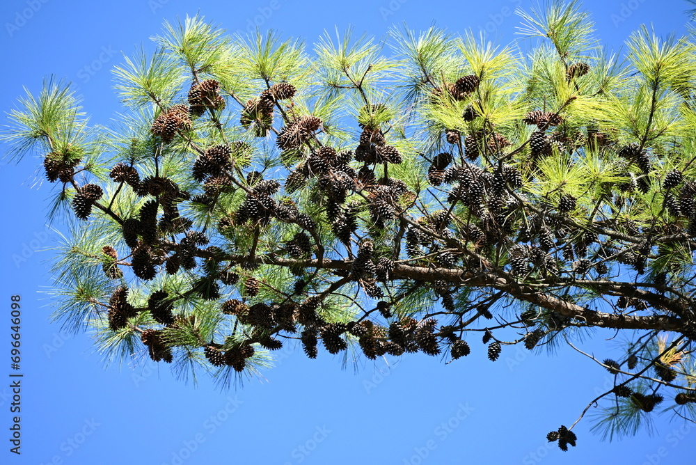 Poster the pine cones. this is a collection of scale-like particles (seed scales). it is also used for deco