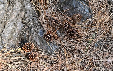 The pine cones.
This is a collection of scale-like particles (seed scales). It is also used for...