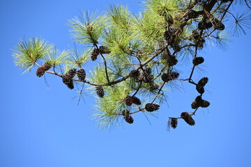 The pine cones.
This is a collection of scale-like particles (seed scales). It is also used for...