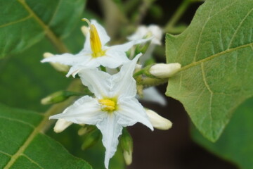 Fototapeta na wymiar Solanum torvum flowers blooming on beside the house, showcasing the beauty of nature's intricacies.