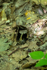 Mushrooms found along the side of a hiking trail in a Canadian forest.