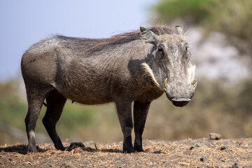 The Common Warthog (phacochoerus africanus) is a wild member of the pig family found in grassland,...