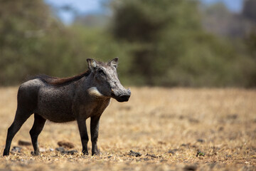 Naklejka na ściany i meble The Common Warthog (phacochoerus africanus) is a wild member of the pig family found in grassland, savanna, and woodland in sub-Saharan Africa.