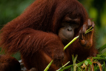 Adult orangutan busy with eating leaves on a rainy day, close up portrait