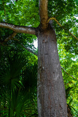 Fototapeta premium Giant tropical trees in the jungle rainforest Coba Ruins Mexico.