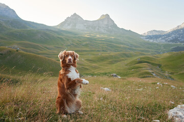 A poised Nova Scotia Duck Tolling Retriever stands on hind legs, mountain majesty behind. This...
