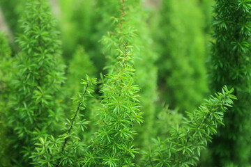 Macro Miniature Xmas Tree Forest Asparagus aethiopicus Pot Mini Pine
