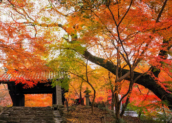 福岡県朝倉市　秋月城跡の紅葉,もみじ,