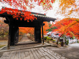福岡県朝倉市　秋月城跡の紅葉,もみじ,