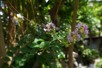 サルスベリの花の優雅な魅力