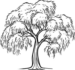 Willow tree sketch drawing - obrazy, fototapety, plakaty