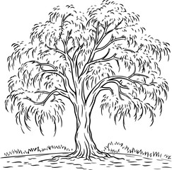 Willow tree sketch drawing © safri