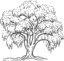 Willow tree sketch drawing © safri